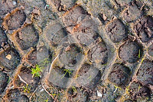 Traces from tread of car on mud ground. Tire tread on dirt ground