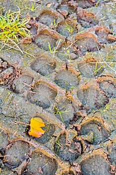 Traces from tread of car on mud ground. Tire tread on dirt ground