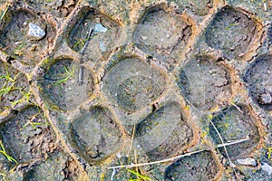 Traces from tread of car on mud ground. Tire tread on dirt ground