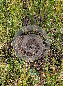 Traces from the trench of an earthen mole. Ground tracks dug by moles in mown wheat field. A pest of agricultural fields.