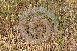 Traces from the trench of an earthen mole. Ground tracks dug by moles in mown wheat field. A pest of agricultural fields.