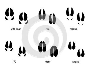 Traces of ungulate Animals, animal track. Traces of elk, wild boar, deer, roe deer. Vector illustration.