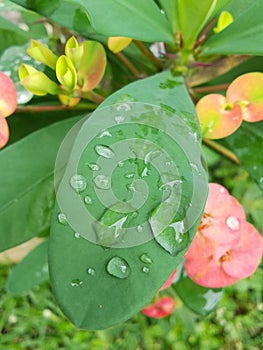traces of water droplets on leaves that have just been watered photo