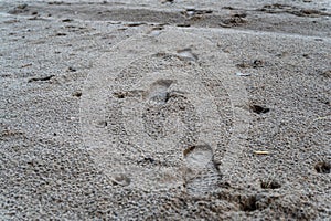 Traces on the wet sand. Footprints and dog paw prints in a distant perspective. A sag with a pet along the shore. Selective focus