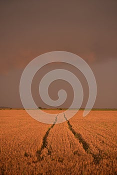Traces in the wheat field. storm clouds in the plain in the sunset light