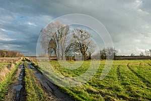 Traces of wheels and puddles on a dirt road through a meadow, trees without leaves and rainy clouds in the sky