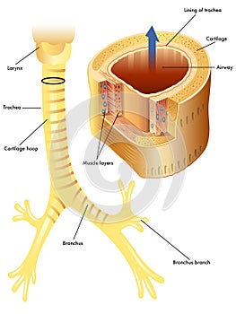 Trachea
