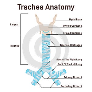 Trachea anatomy. Anterior trachea parts, cartilaginous tube that connects