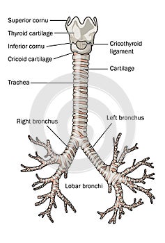 The trachea and bronchi