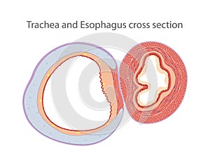 Trachea and Esophagus cross section