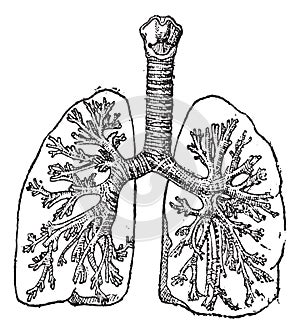 Trachea or Windpipe, vintage engraving