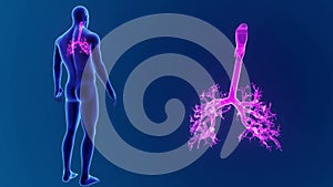 Trachea zoom with body