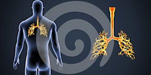 Trachea zoom with Body Posterior view