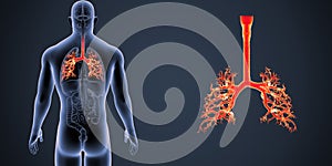 Trachea zoom with Organs Posterior view