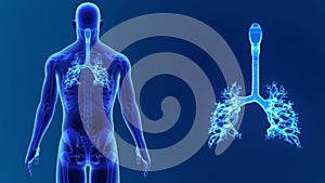 Trachea zoom with Skeleton Body
