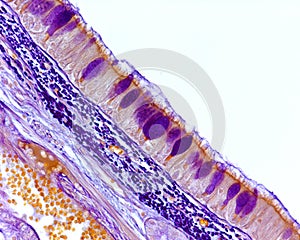 Respiratory epithelium. Goblet cells photo
