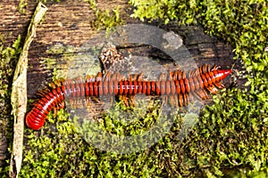 Trachelomegalus millipede in Niah National Park, Malays photo