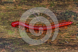 Trachelomegalus millipede in Niah National Park, Malays photo