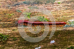 Trachelomegalus millipede in Niah National Park, Malays photo