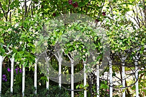 Trachelospermum asiaticum ( Asisn jasmine ) flowers. Apocynaceae evergreen vine shrub.