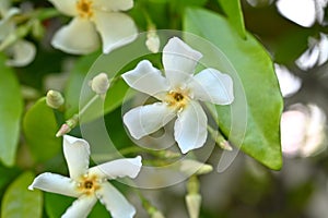 Trachelospermum asiaticum ( Asisn jasmine ) flowers. Apocynaceae evergreen vine shrub. photo