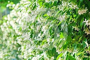 Trachelospermum jasminoides