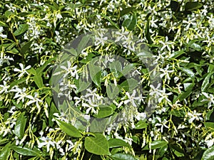 Trachelospermum jasminoides aromatic flowering plant background