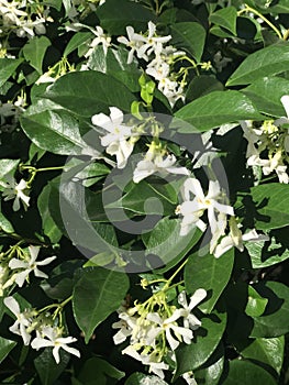 Trachelospermum jasminoides, confederate jasmine, southern jasmine, star jasmine, confederate jessamine,