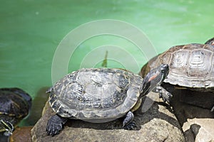 Trachemys basking in the sun