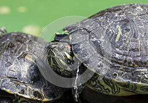 Trachemys basking in the sun