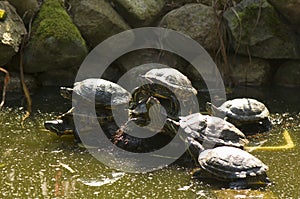 Trachemys scripta elegans