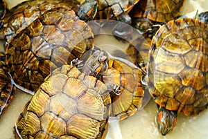 Trachemys scripta elegans