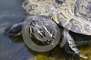 Trachemys scripta elegans - Red-Eared Slider