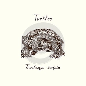 Trachemys scripta elegans red-eared slider, red-eared terrapin, water slider front view, Turtles collection, hand drawn doodle