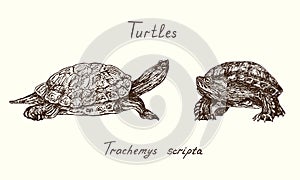 Trachemys scripta elegans red-eared slider,  red-eared terrapin, water slider side and front view collection, Turtles collection