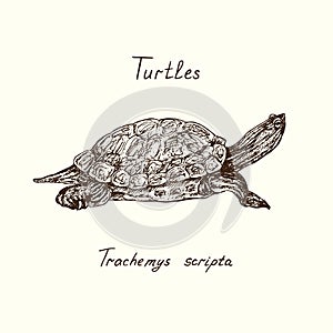 Trachemys scripta elegans red-eared slider, red-eared terrapin, water slider side view, Turtles collection, hand drawn doodle