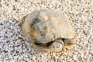 Trachemys Scripta Elegans Tortoise