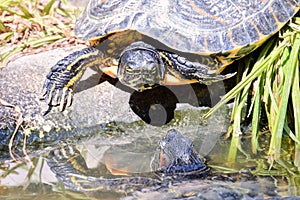 Trachemys Scripta Elegans Tortoise