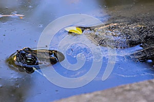 Trachemys Scripta Elegans Tortoise