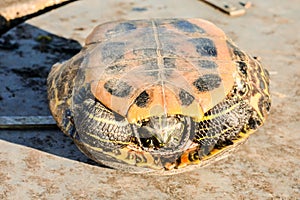 Trachemys Scripta Elegans Tortoise