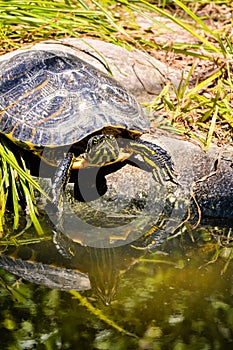 Trachemys Scripta Elegans Tortoise