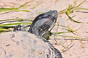 Trachemys Scripta Elegans Tortoise