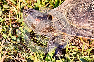 Trachemys Scripta Elegans Tortoise