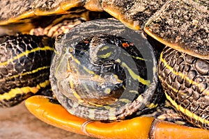 Trachemys Scripta Elegans Tortoise