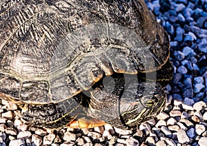 Trachemys Scripta Elegans Tortoise