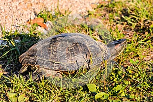 Trachemys Scripta Elegans Tortoise