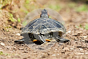 Trachemys scripta elegans photo