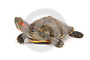 Trachemys Scripta Elegans On White