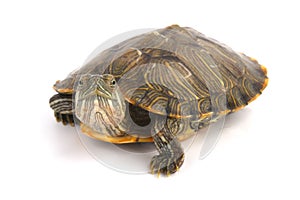 Trachemys Scripta Elegans On White