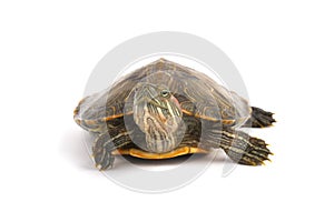 Trachemys Scripta Elegans On White